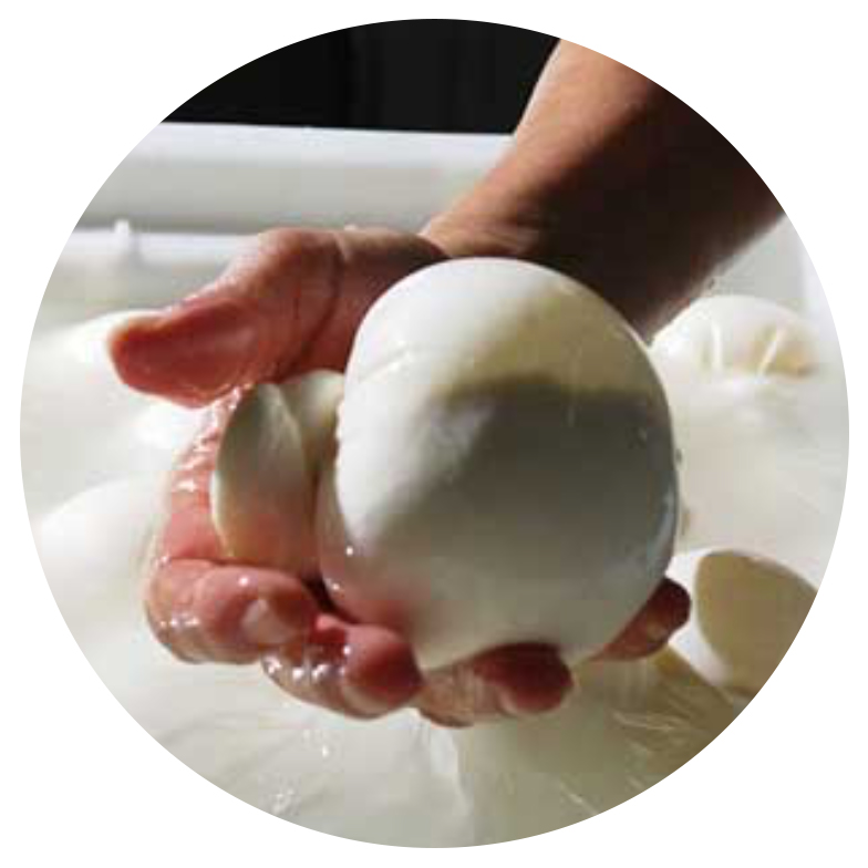 Vannella Cheese Co Burrata